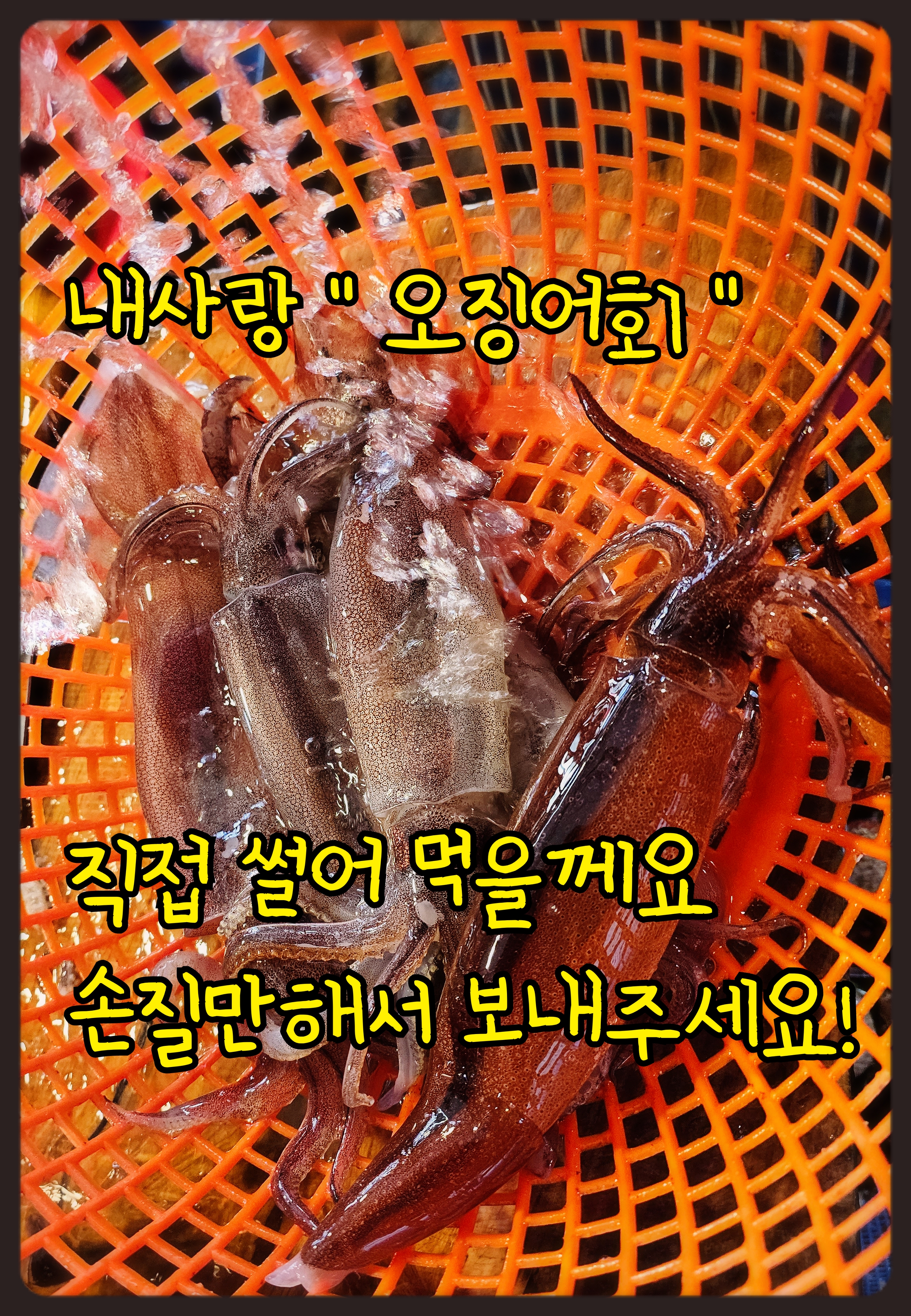 통영 활오징어 맛있는 오징어회 직접썰어 먹을수있게 손질해서 보내드리겠습니다 : 통영 해물세상