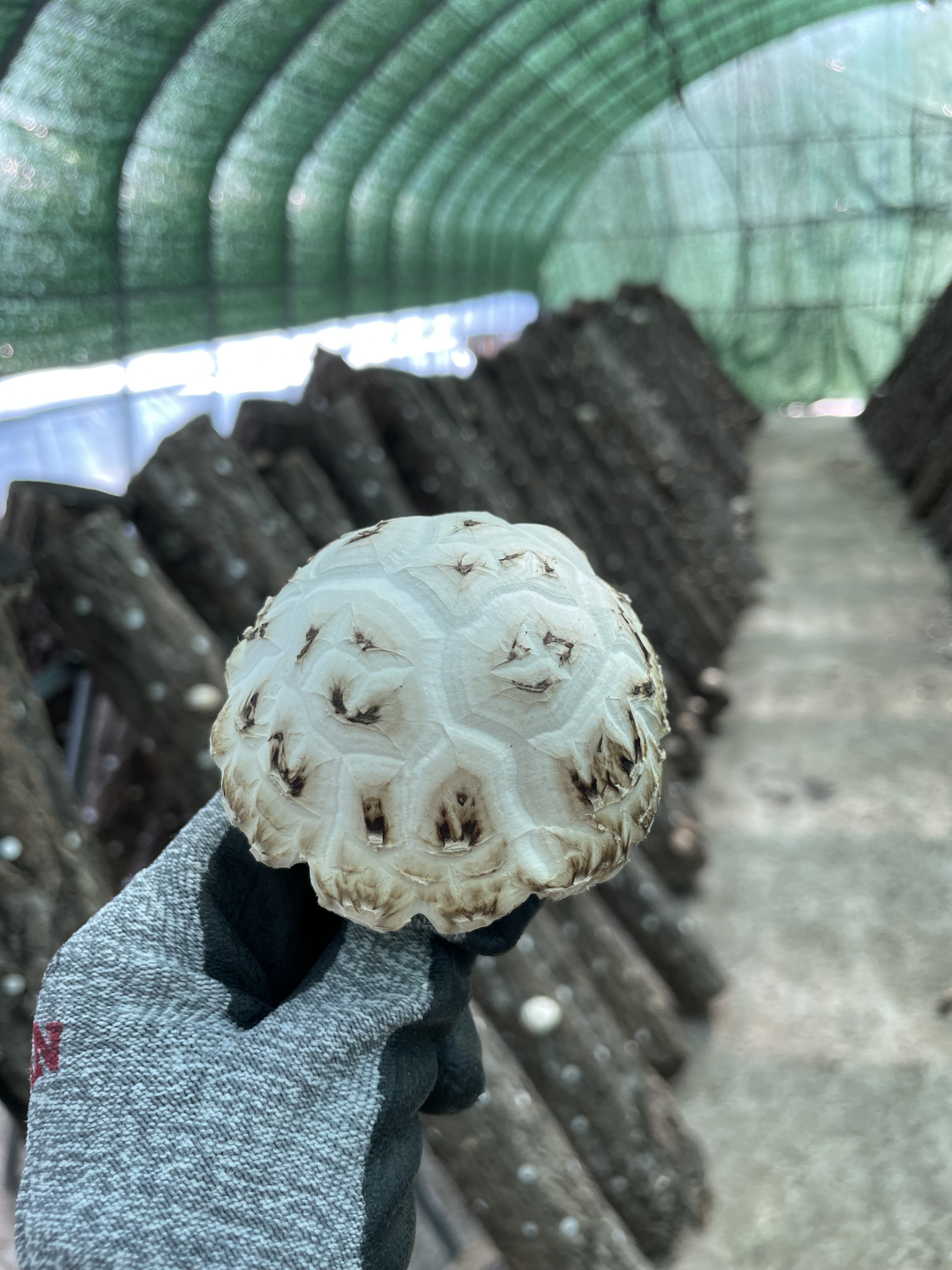 [국산 참나무재배] 건 표고버섯 100g 건 목이버섯 버섯가루 흰목이버섯 버섯분말 : NATURES FARM