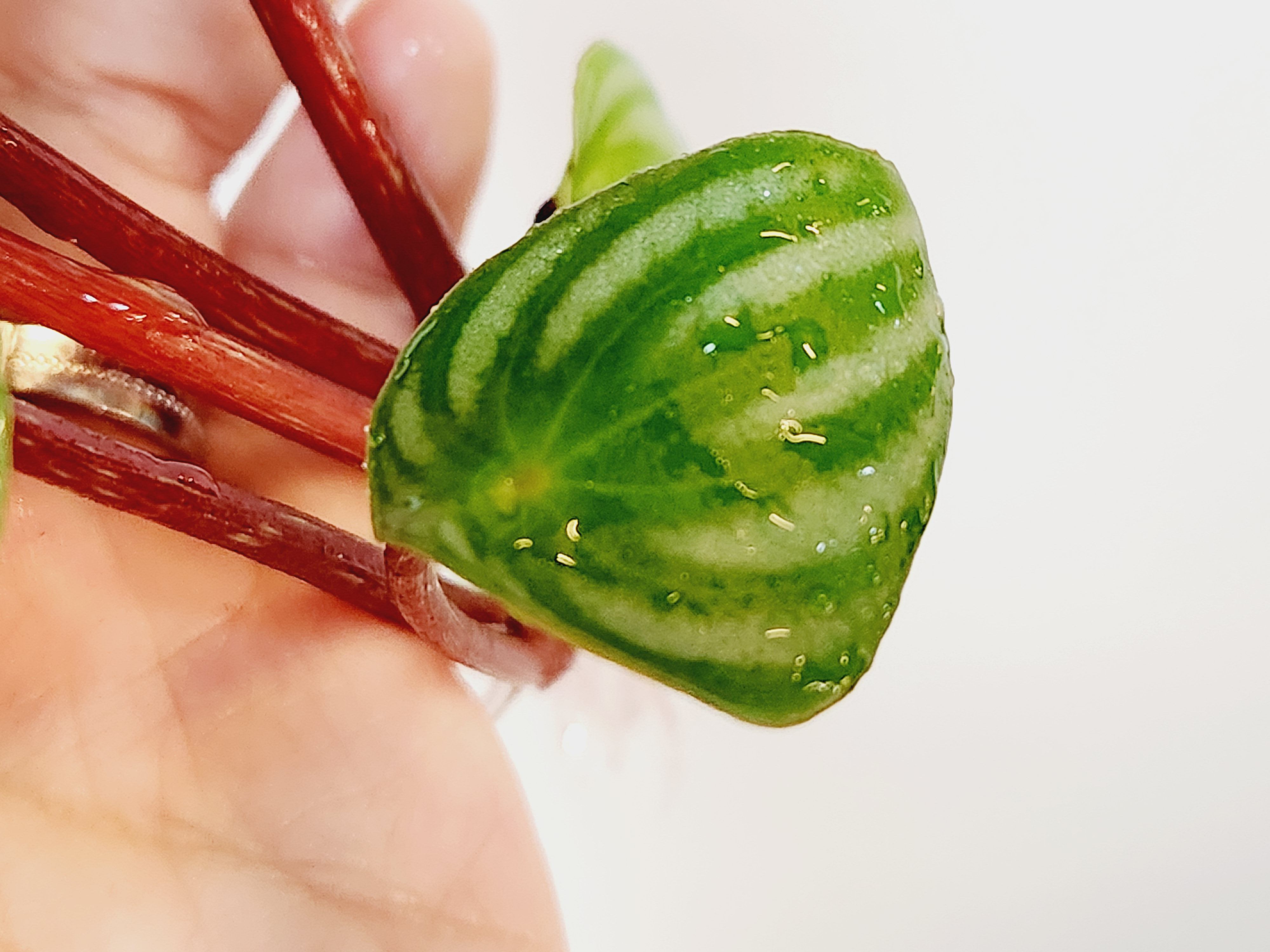 수박페페 (동일식물배송) 수경식물, 수경재배로 안착 : 소원마당