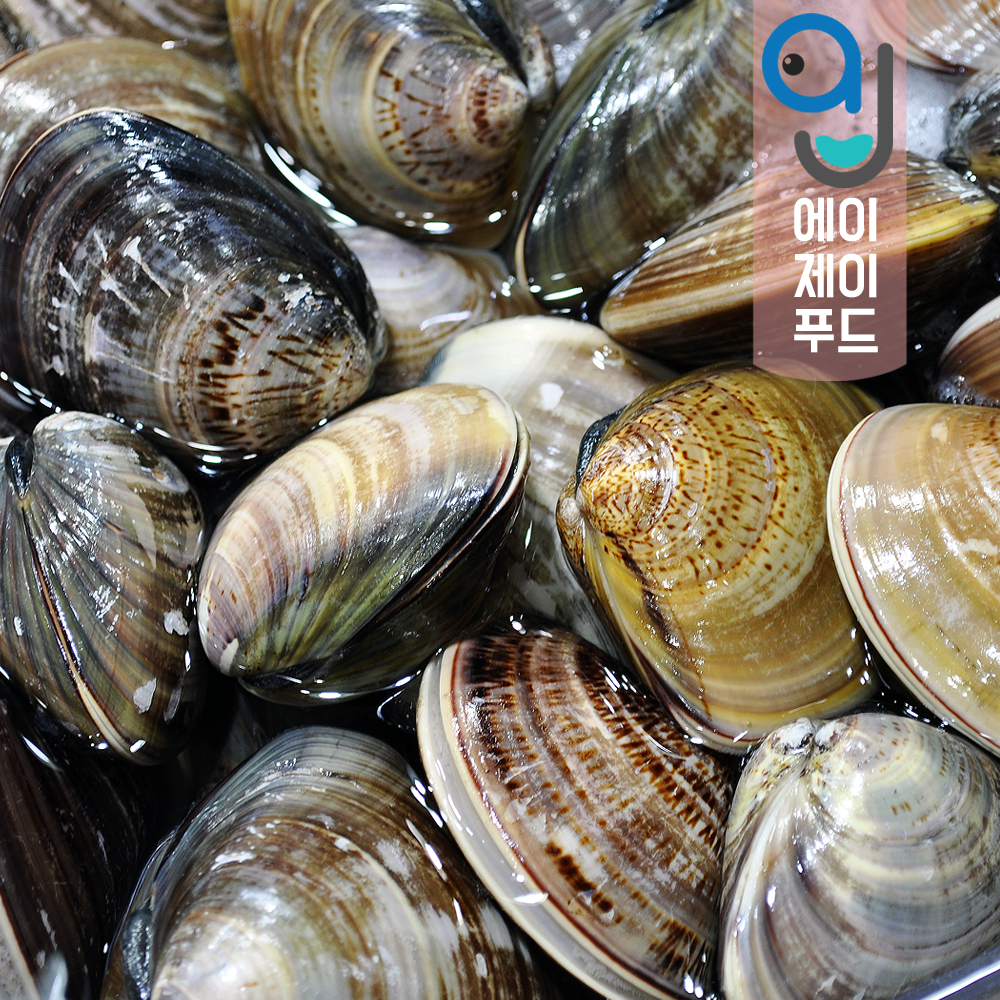 살아있는 자연산 생합(백합조개) 1kg (국산 중국 생물 찜 죽 백합탕 조개구이 봉골레) : 에이제이푸드