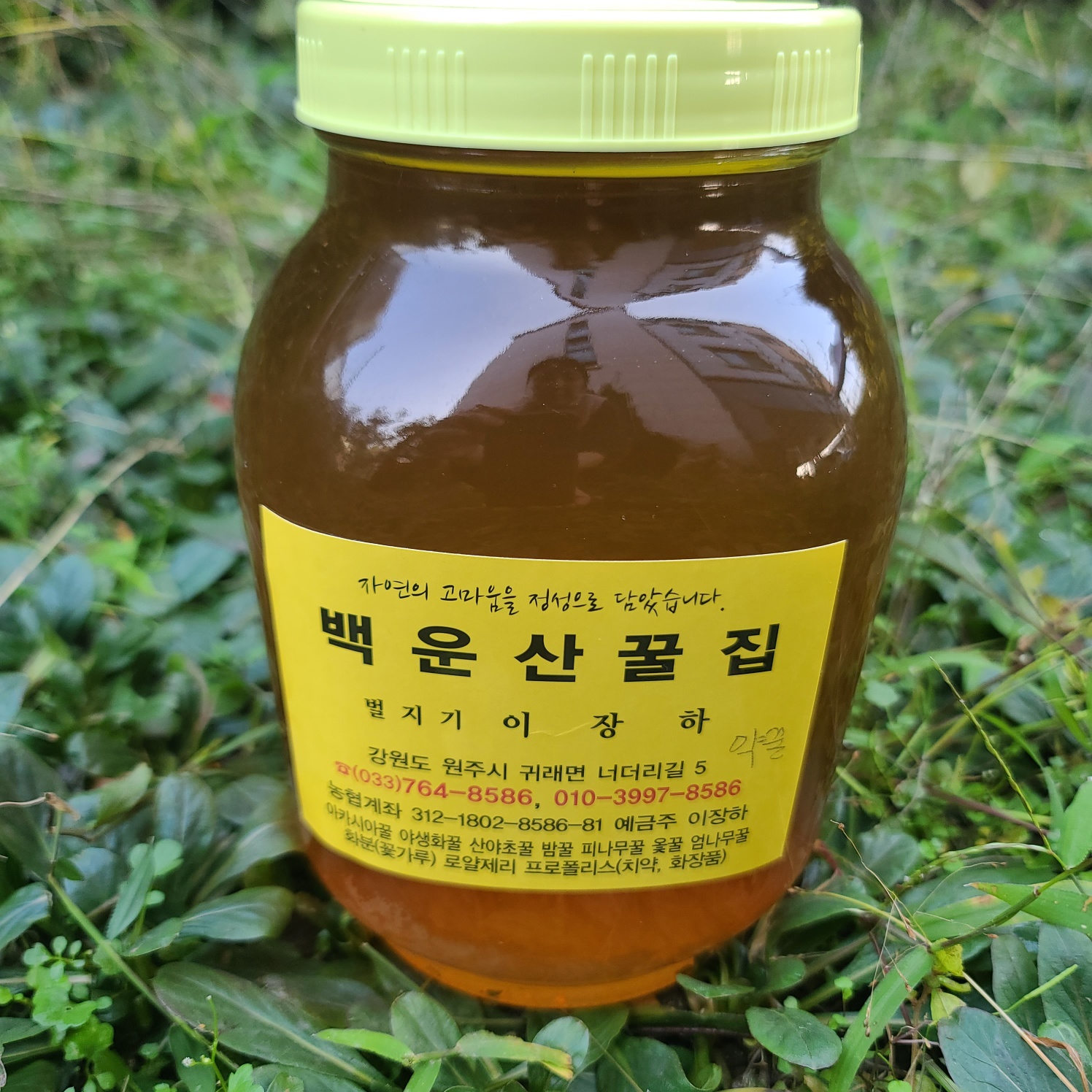 sale- 고농축 법제 흑도라지고 : 유기농깡패