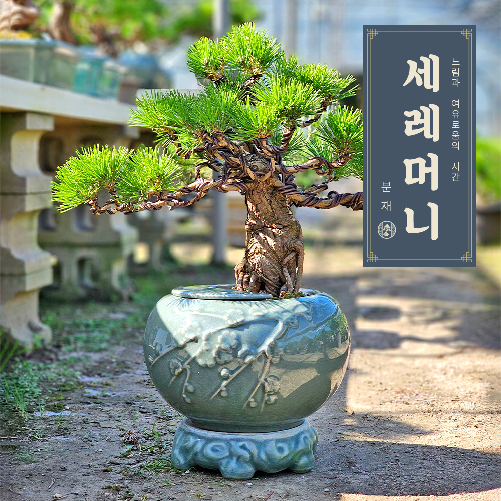 소나무분재 40년전통 해송 진백 당일농장배송 : 세레머니플라워