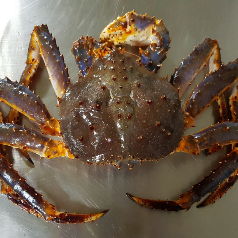 짱대게 레드 블루 킹크랩 동해 자숙 전국 택배 2kg 2.5kg 3kg 3.5kg 4kg : 짱대게