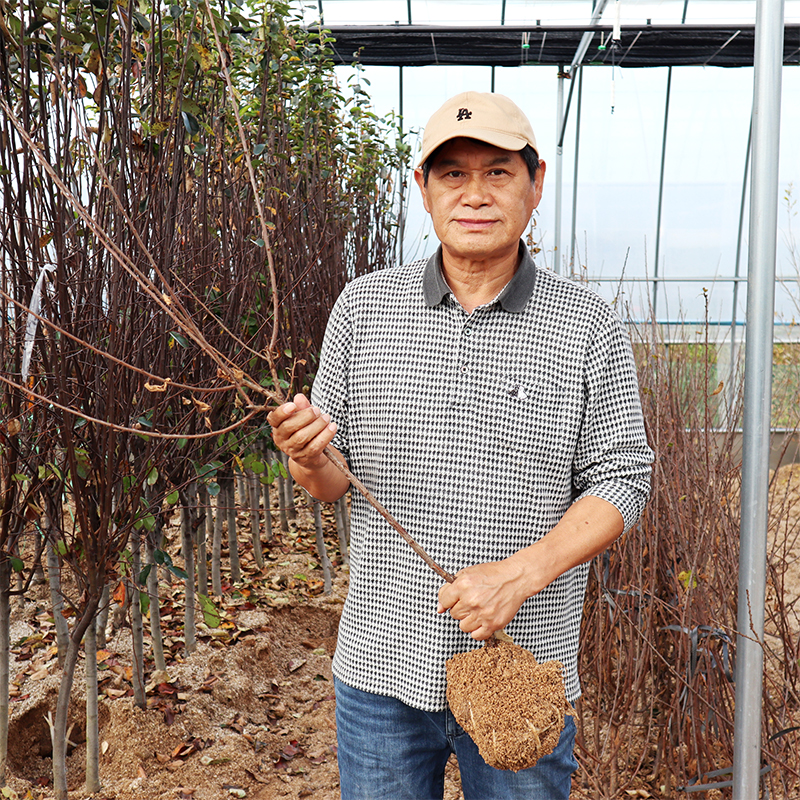 대왕 왕앵두나무 묘목 4년생 결실주 : 한밭농원
