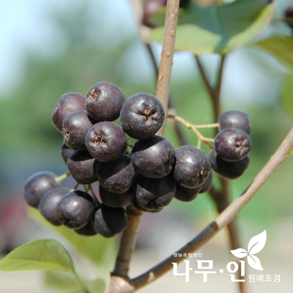 [나무인] 아로니아 블랙초크베리 결실주 3년생 : 나무인 영농조합법인