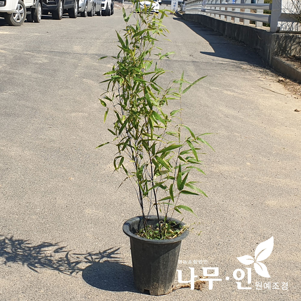 [나무인] 오죽 2개 검은대나무 : 나무인 영농조합법인