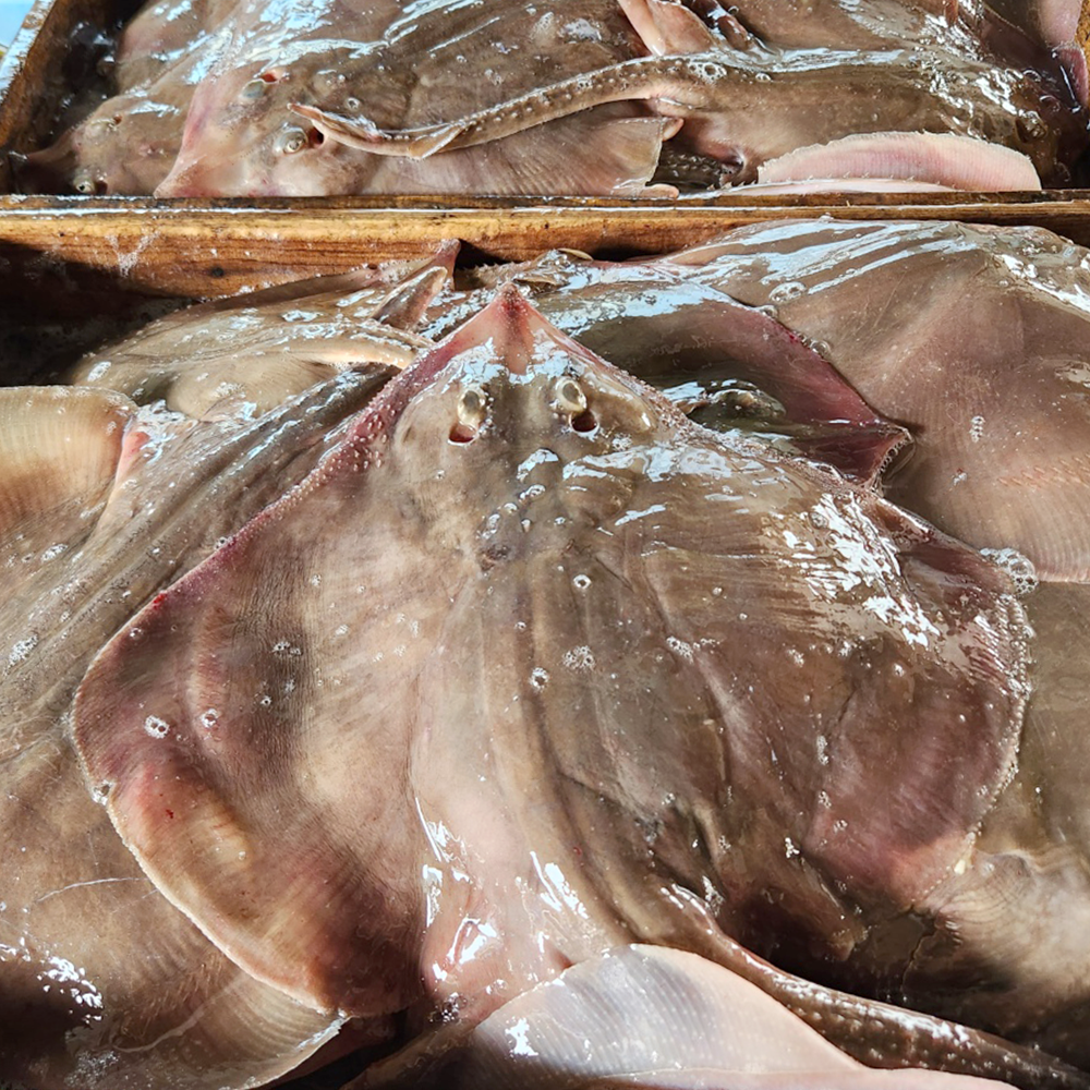 국산 가정용 자연산 손질 갱개미 간재미 간자미 1kg : 신진도수산