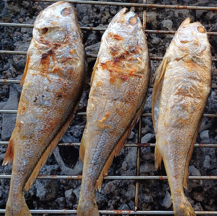[섬마을어부] 참숯에 구운 굴비 특대 33~35cm  구운조기 제수용 고흥 숯불생선구이 맛집 : 고흥숯불생선구이섬마을어부