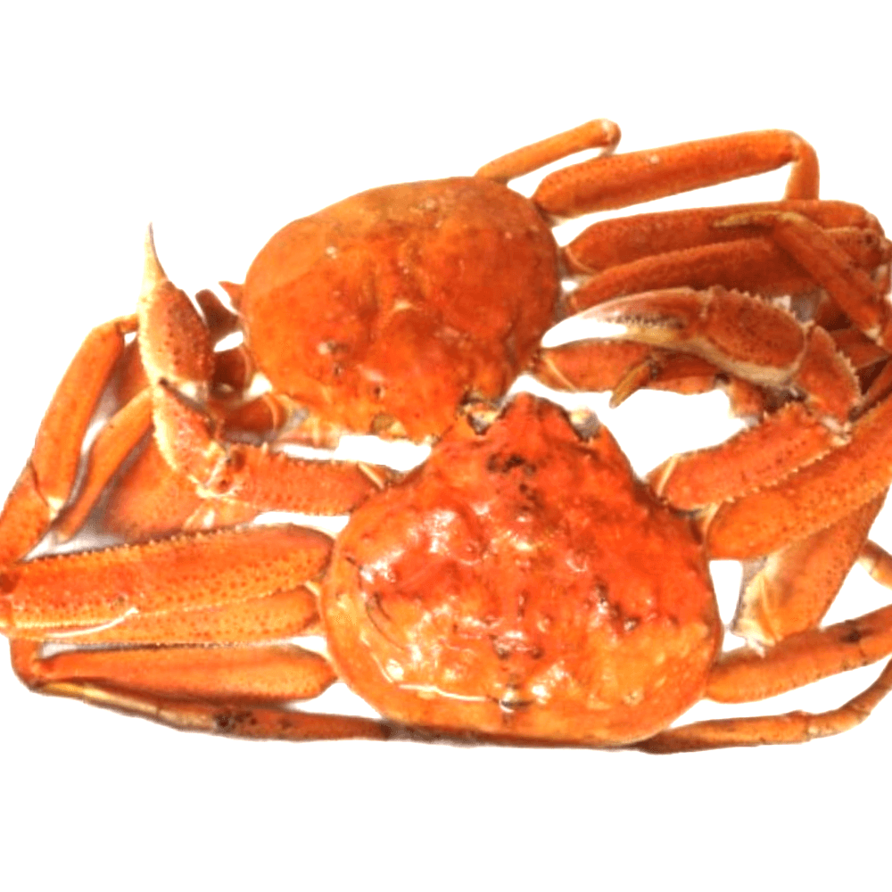 러시아 마가단 대게 프리이멈 스노우 크랩 2kg : 편하넷