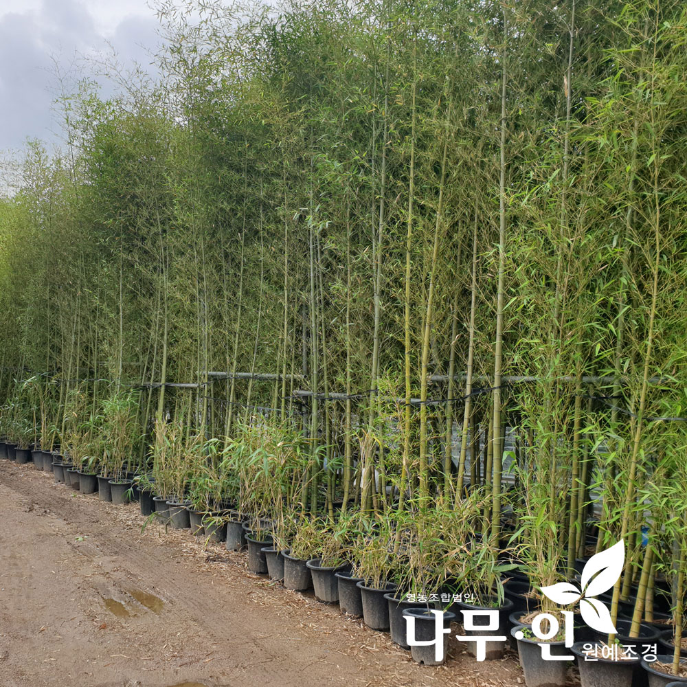 [나무인] 청대나무 청죽 화분 키2m 차량배송 : 나무인 영농조합법인