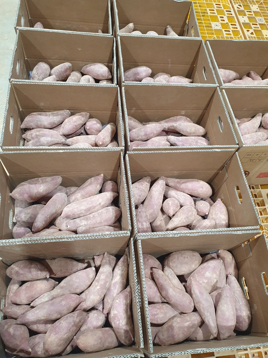 해남 직송 꿀고구마 (베니하루카) 세척 비세척 택1  3kg 5kg 10kg 꿀맛 맛있는 고구마 : 푸드올팜