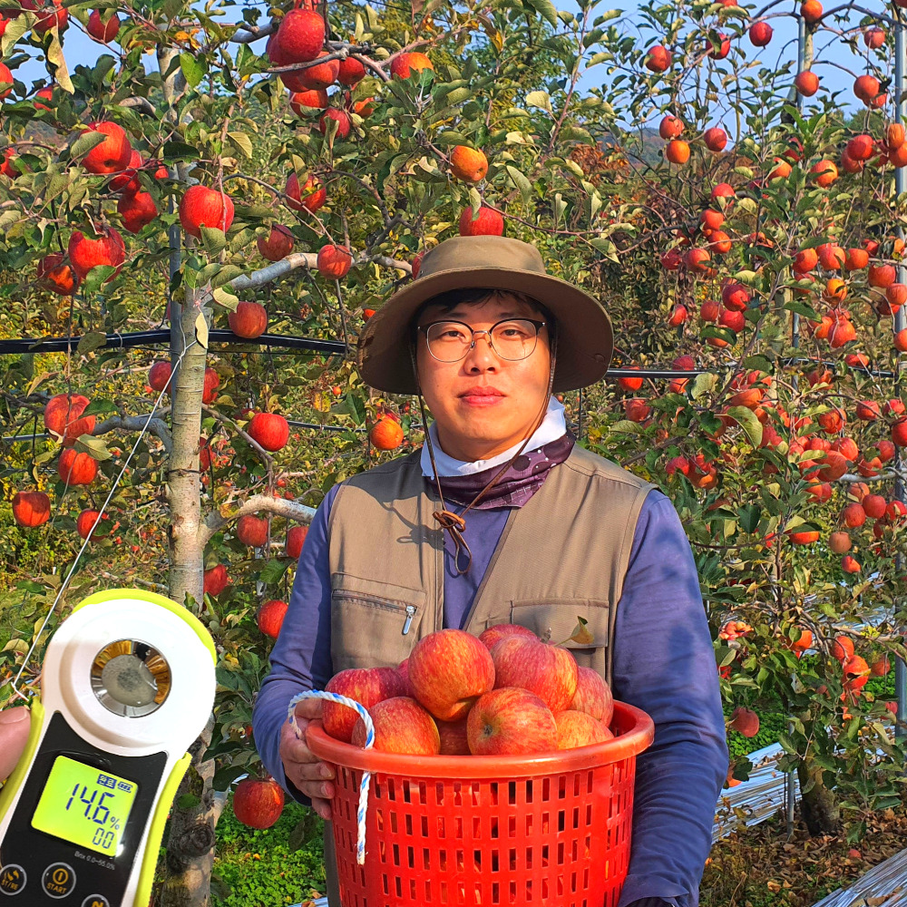 14브릭스 경북 비경 부사 실속 사과 : 하회참표고농원