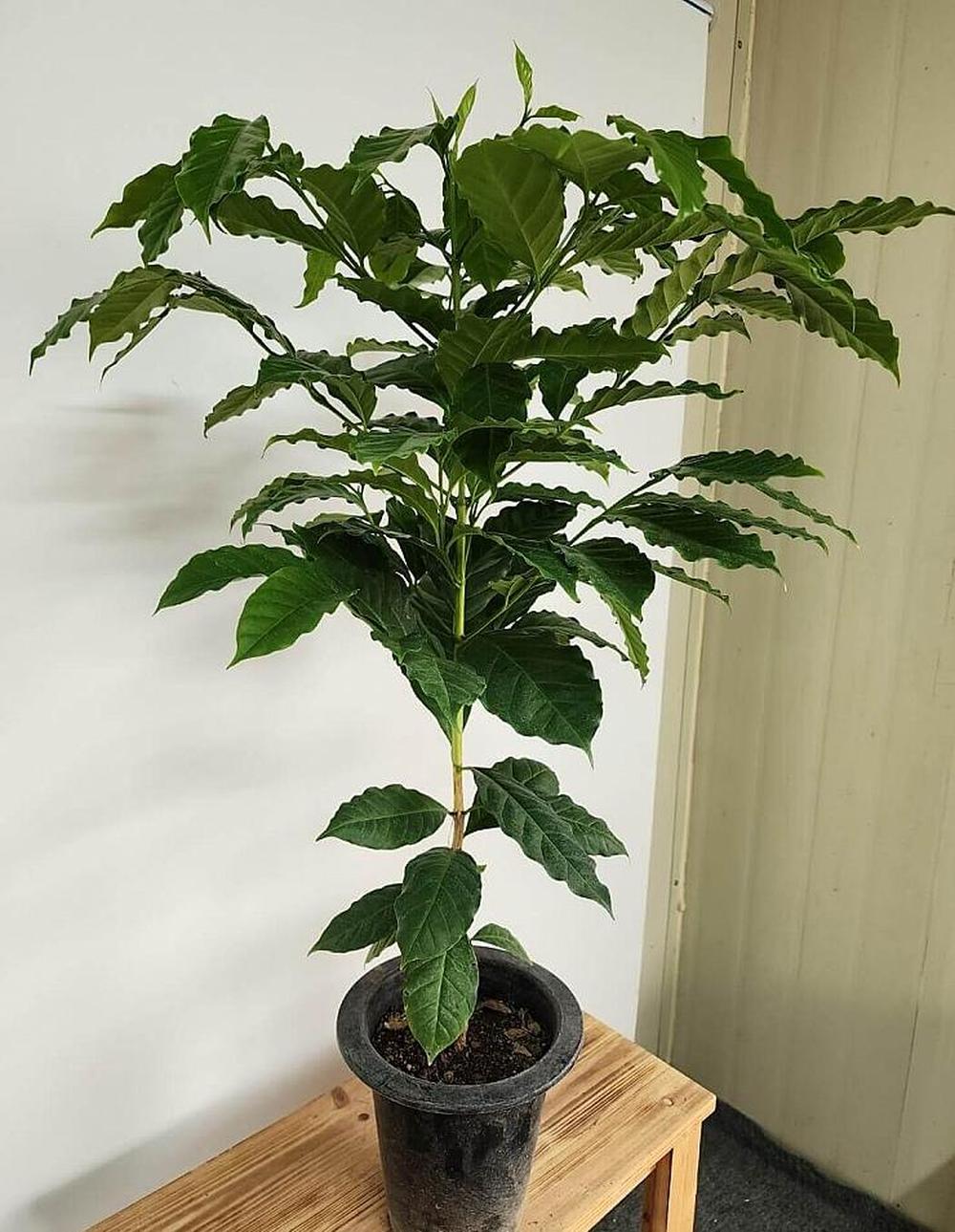 베하몰 실내 화초 커피나무(외목대) 약90cm : 베스트 하우스