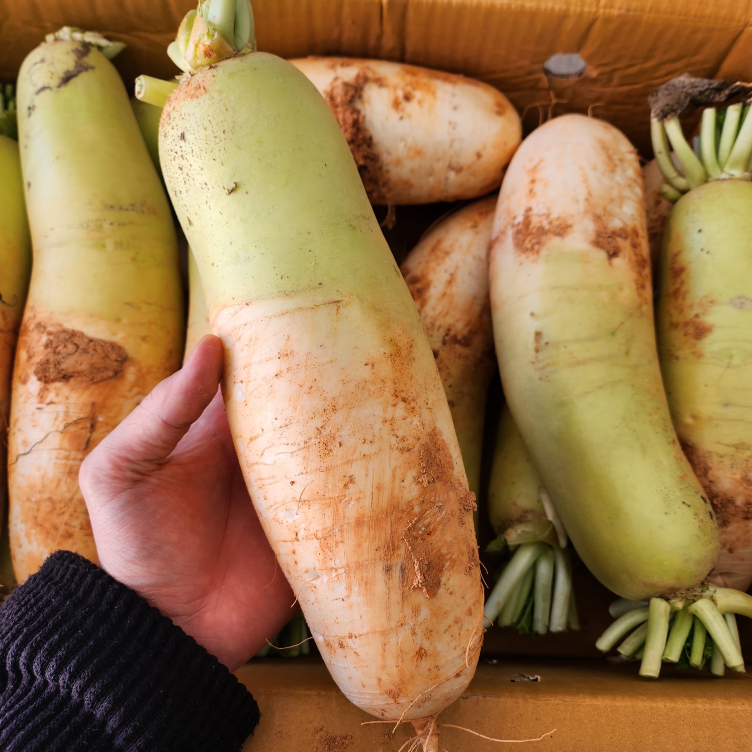 국내산 시원하고 단단한 고랭지 무 무우 흙무 햇무 5kg 10kg 청조농산 : 청조 올바른 먹거리