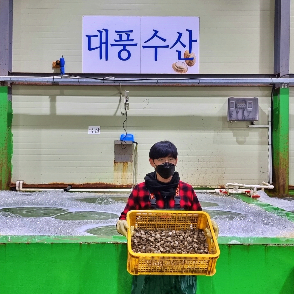 대풍수산 국산 동결건조 조갯살 황금바지락살 6g x 3팩 : 고창 마켓