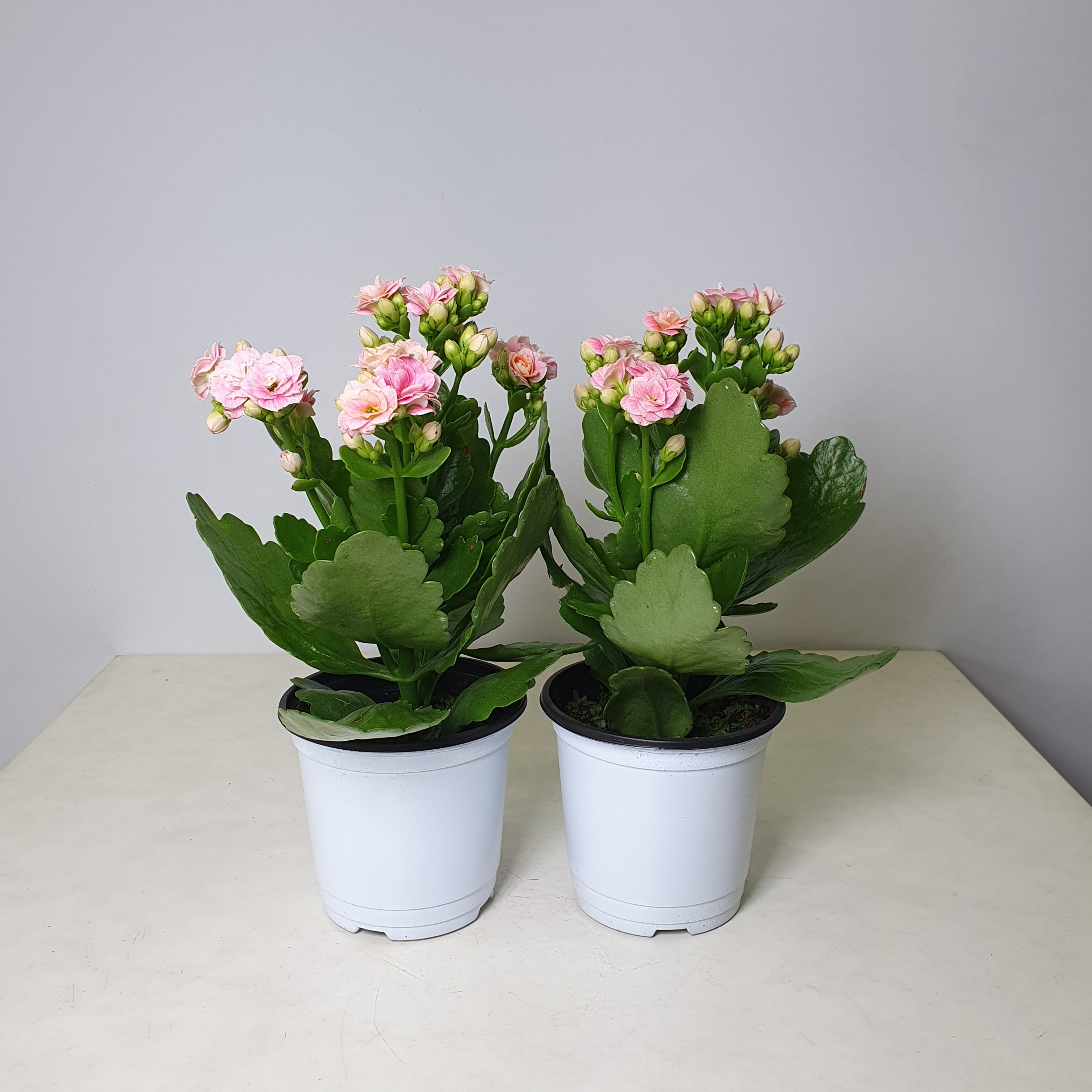칼란디바 소라야 겹꽃 1+1 공룡꽃식물원 : 공룡꽃식물원