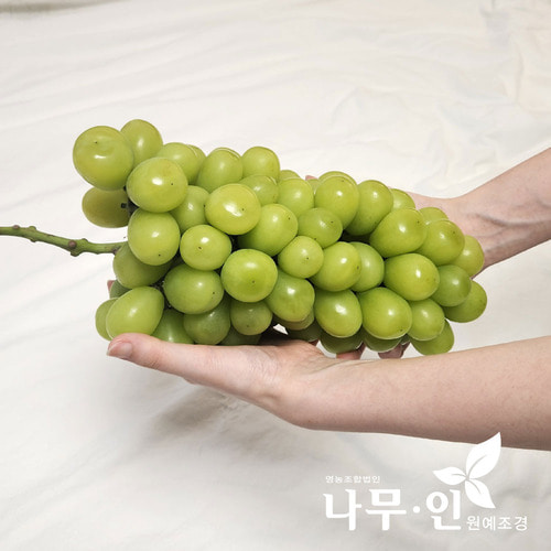 [나무인] 샤인머스켓포도 묘목 2개 : 나무인 영농조합법인
