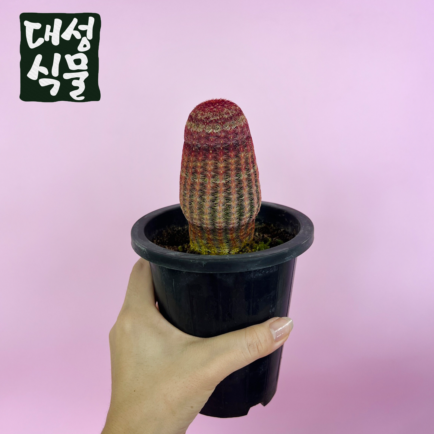 자태양 꽃피는 루비선인장 선인장 다육이 키우기 반려식물 대성식물 : 대성식물