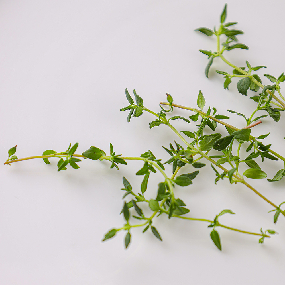 타임 허브 10g : 팜에이트
