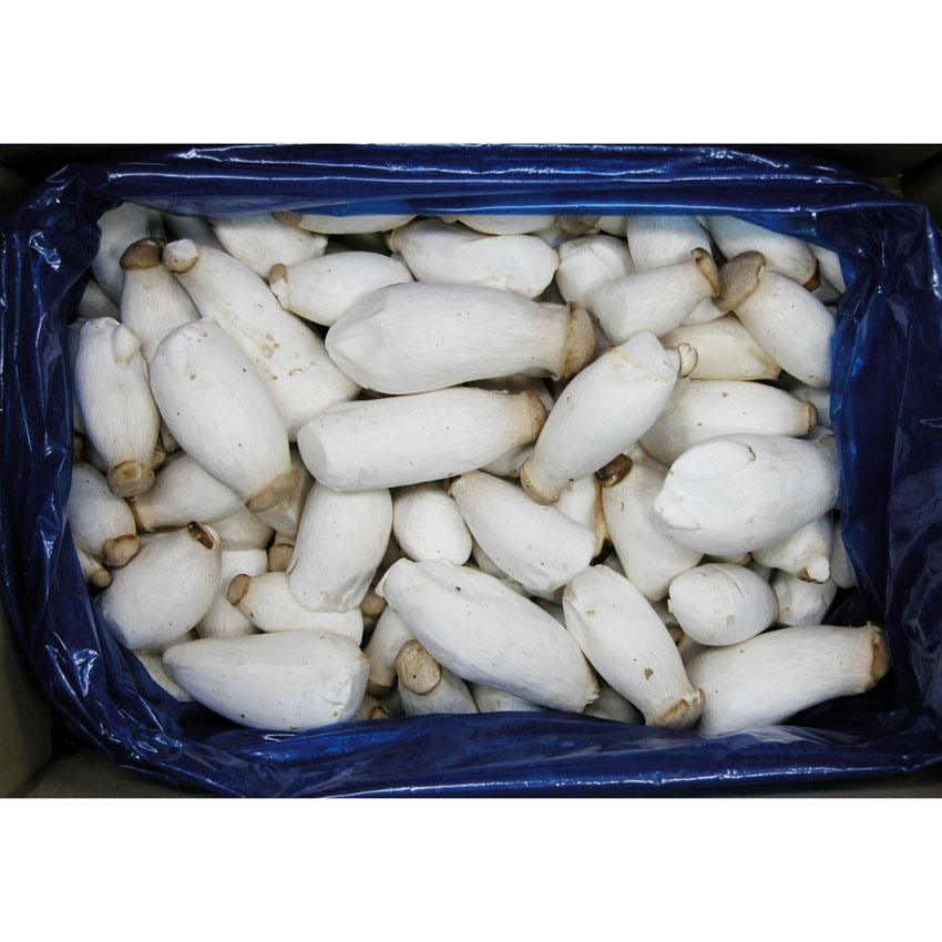 미니 꼬마 새송이 버섯 2Kg : 이강산닷컴