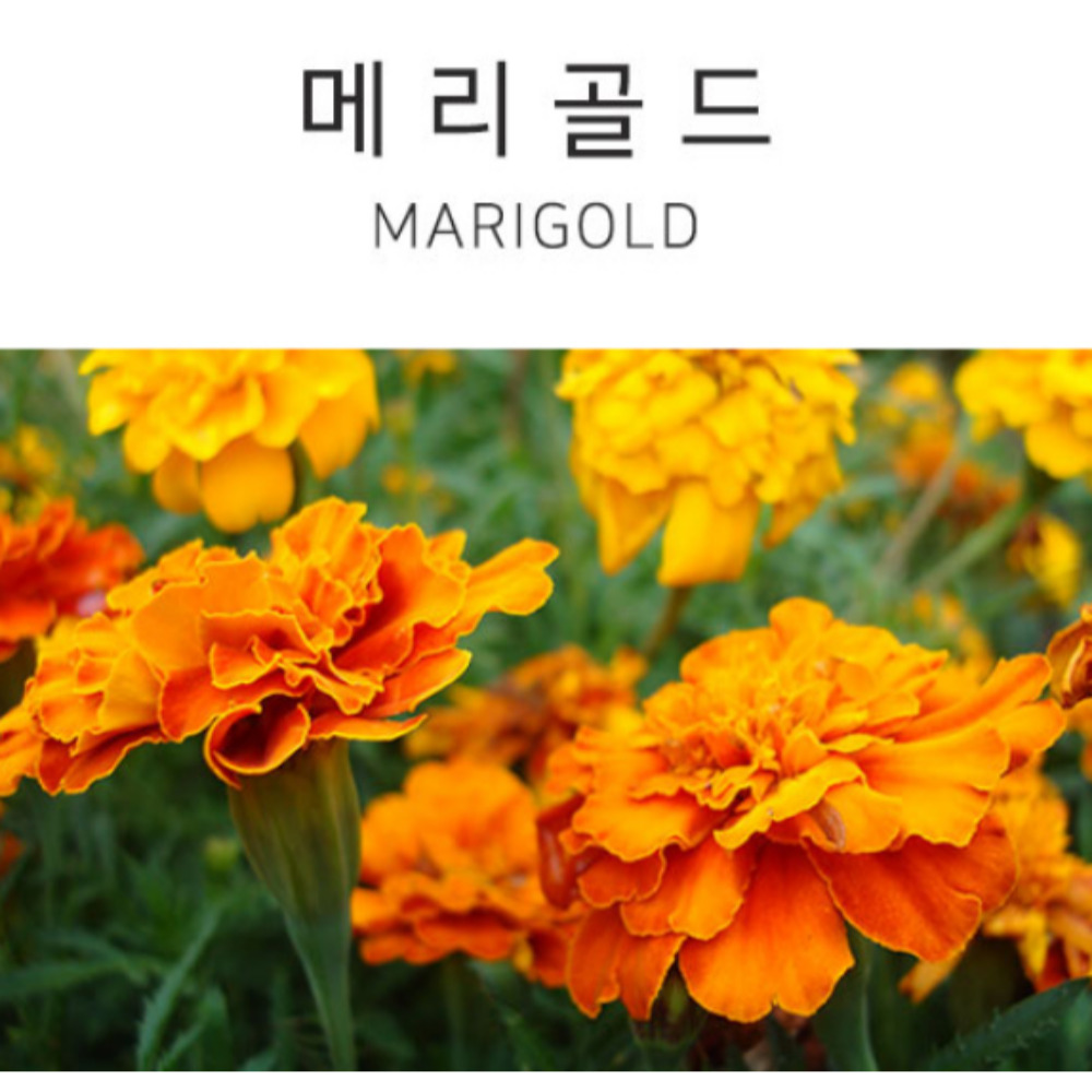 건조식용꽃 금잔화 메리골드차 만들기 Merrygold : 팝스프라이스