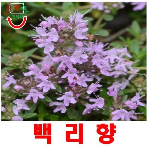 백리향 20립 봄 여름 가을 겨울 씨앗 모종 심는꽃 야생화 : 그린엘리펀트