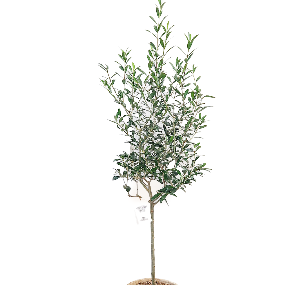 개업 화분 종류 올리브나무 키우기 130CM 부산 당일배송 문구 신장 학원 부산 꽃집 : 식물나라와 선인장