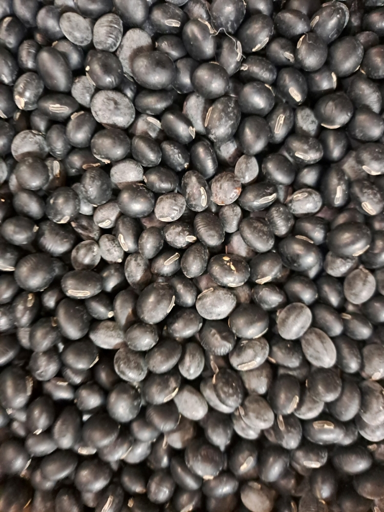 산마루 서리태 1kg 서산 검정서리태 청자5호 : 산마루 농장