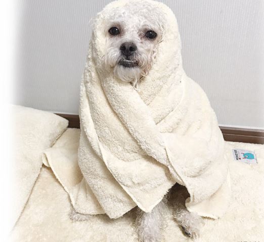 몬스터 펫 반려견 극세사 괴물 흡수력 타올 사이즈 택 : PROUDPET 프라우드펫