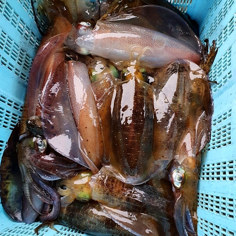 생물 급냉 무늬오징어 1kg 오징어통찜 먹통 흰오징어 : 바다베개