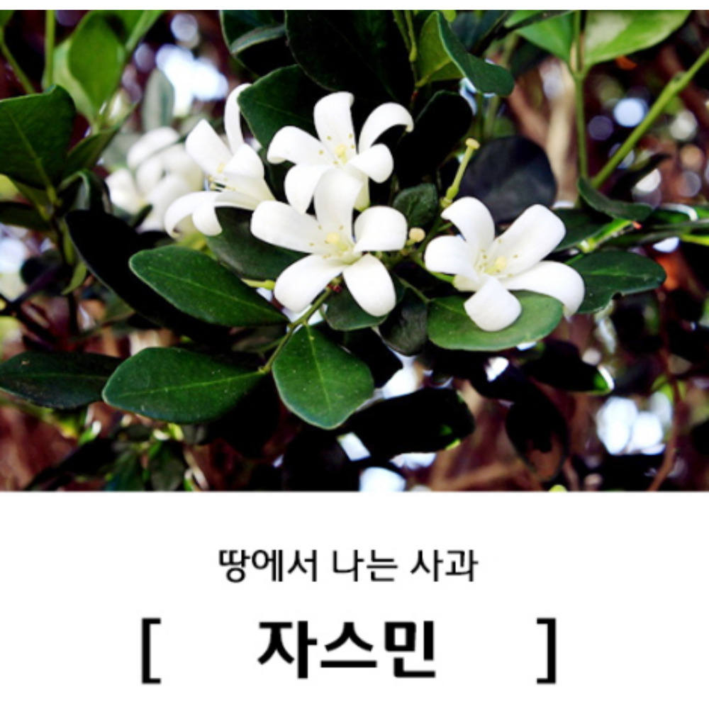 JasmineTea 중국집 자스민차 쟈스민차 만들기 카페인 : 팝스프라이스