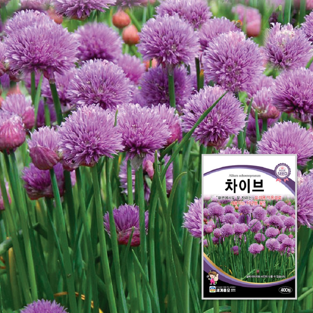 차이브씨앗 챠이브 씨앗 차이브 씨 종자 400립 : 모종엄마 씨앗아빠