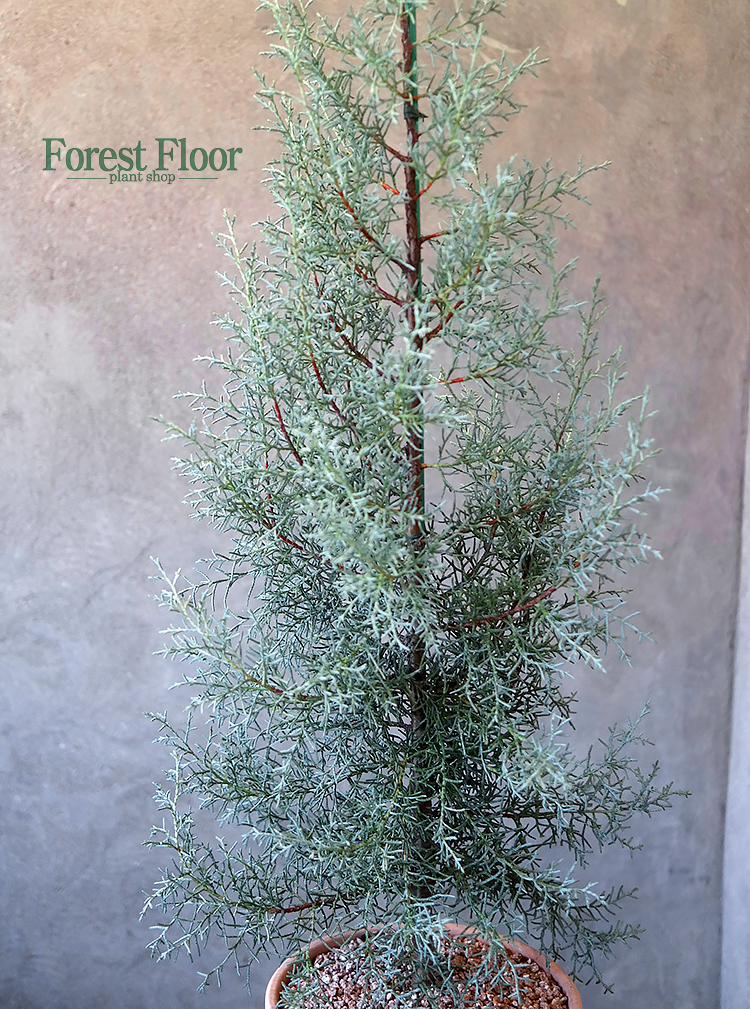 블루아이스 이태리토분 인테리어식물 엘사트리 침엽수 크리스마스트리 : Forest Floor