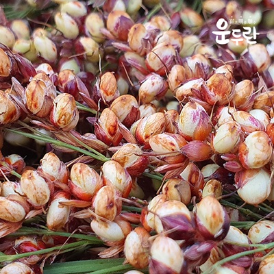 운두란 수수조청 500g : 운두란