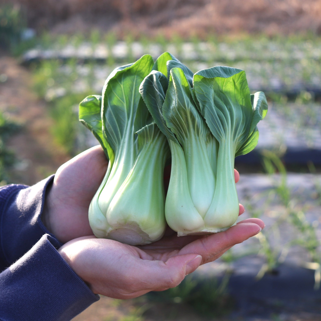 국내산 청경채 2kg 4kg 마라탕 샤브샤브 용 청경채 1kg : 농산물마루