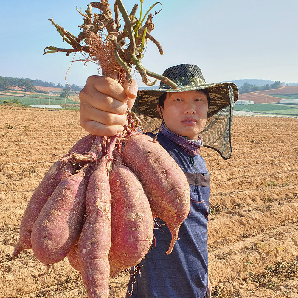 무안 해풍 황토 마산리 꿀 고구마 베니하루카 햇 고구마 3kg : 흙품고구마