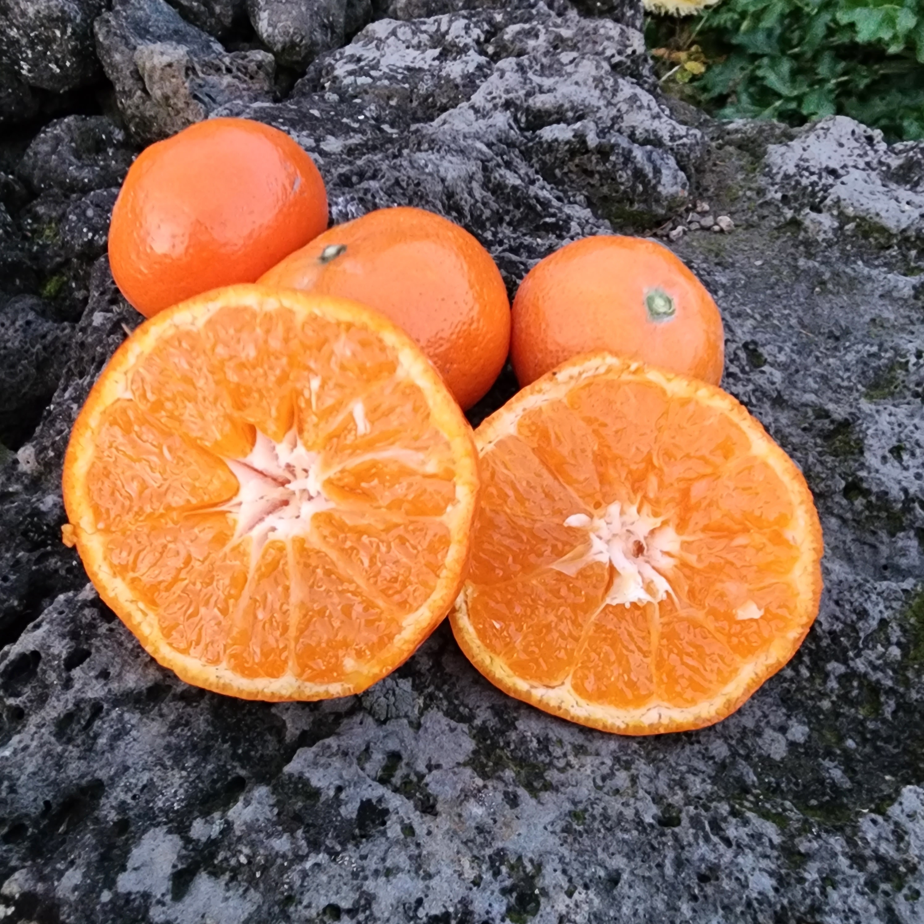 돌코롬농장 제주 산하홍 감귤 고당도귤  붉은귤 빨간귤 산하홍 홍귤 5kg 10kg : 돌코롬농장 천혜향 한라봉