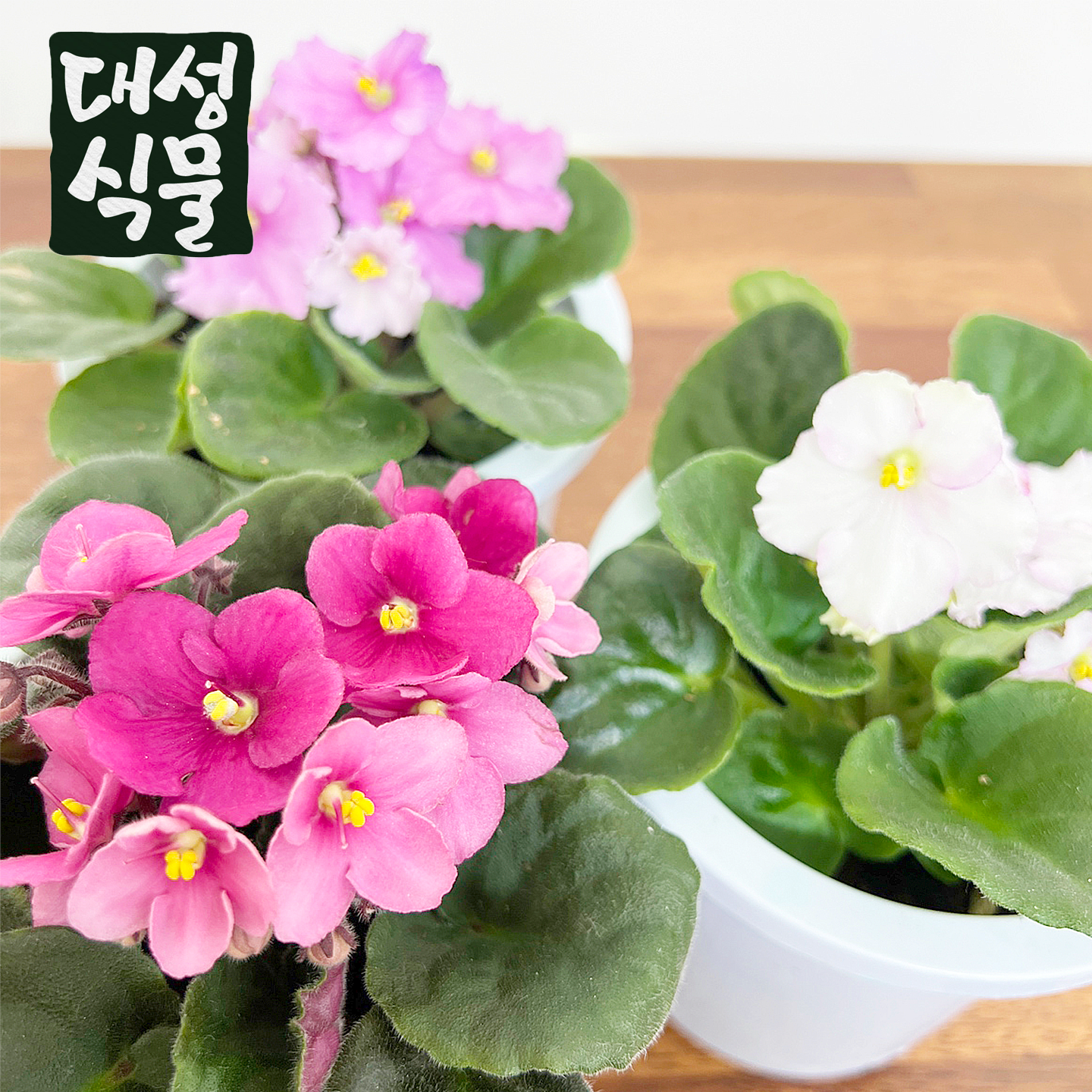 대성식물 아프리칸 바이올렛 꽃피는 공기정화식물 플랜테리어 : 대성식물