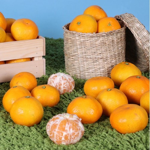 하례마을 타이벡감귤 3kg/5kg : 제주연가
