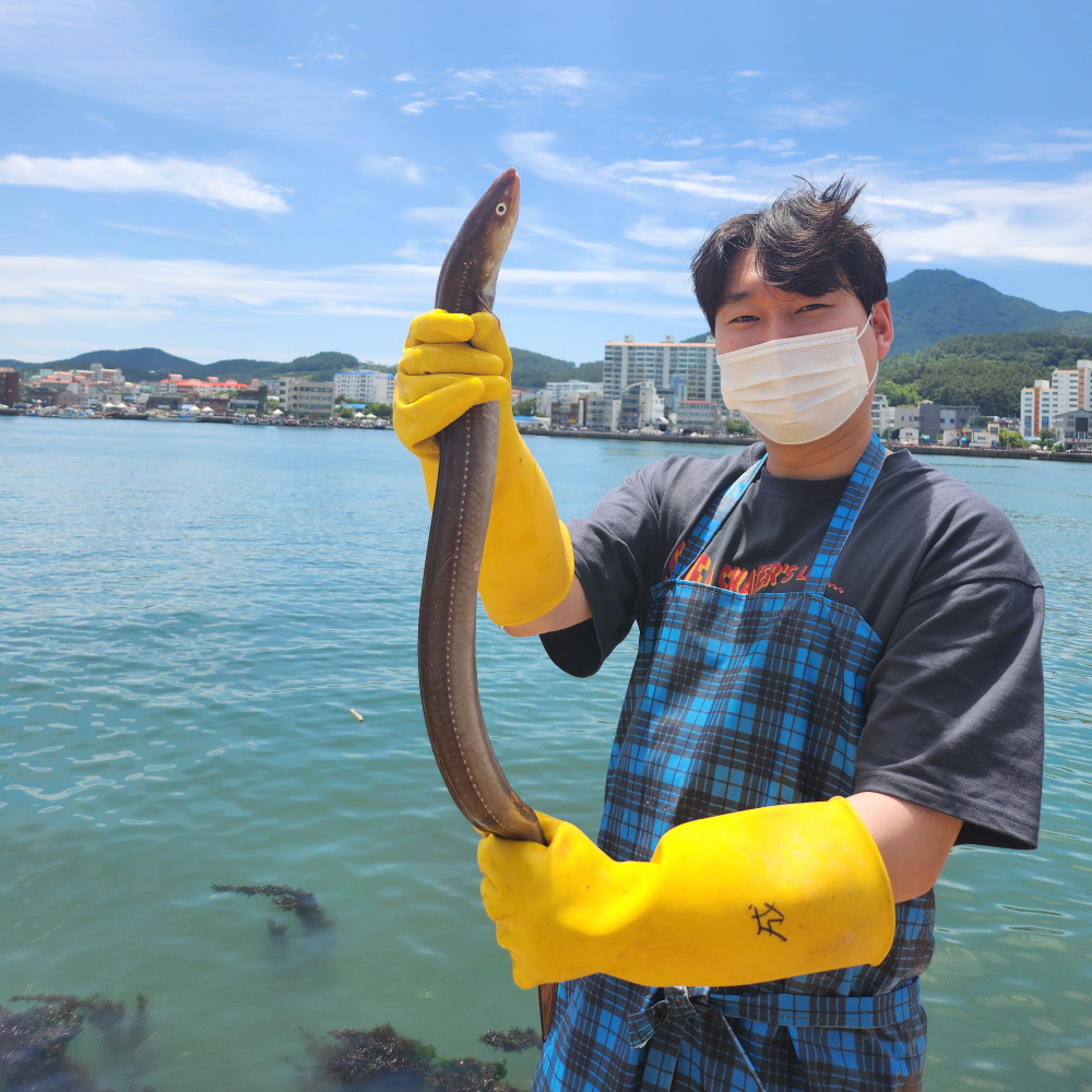구이용 대짜 바다장어 1kg 국내산 통영 최상급 자연산 붕장어 아나고 완손질 양념장 증정 : 청년 어부왕
