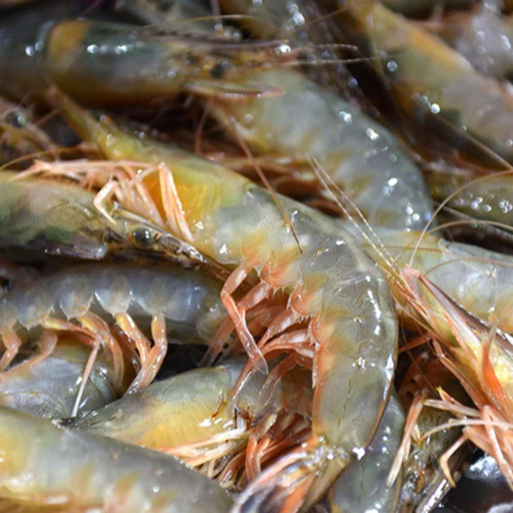 국내산 서해안 자연산대하 왕새우 1kg 왕대하 두절 급속냉동 급냉 냉동 : 일품어장