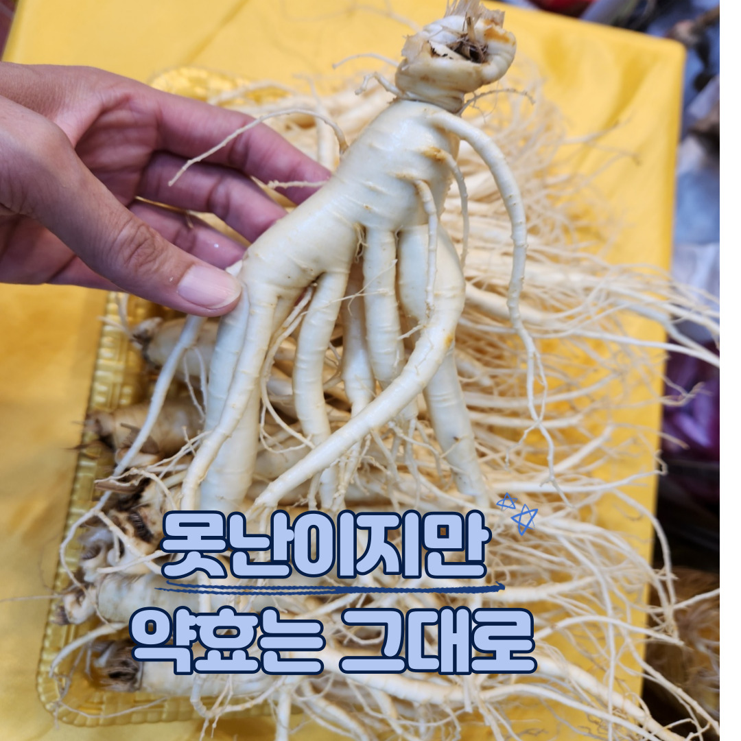 농가직송 풍기인삼 6년근 수삼 인삼선물포장 설날선물 난발삼 세척인삼 : 소백산 농부들