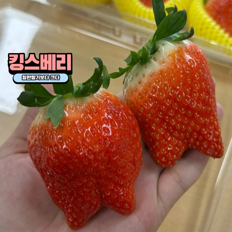 설향 딸기 제철 딸기 : GOLA GOLA TAYO