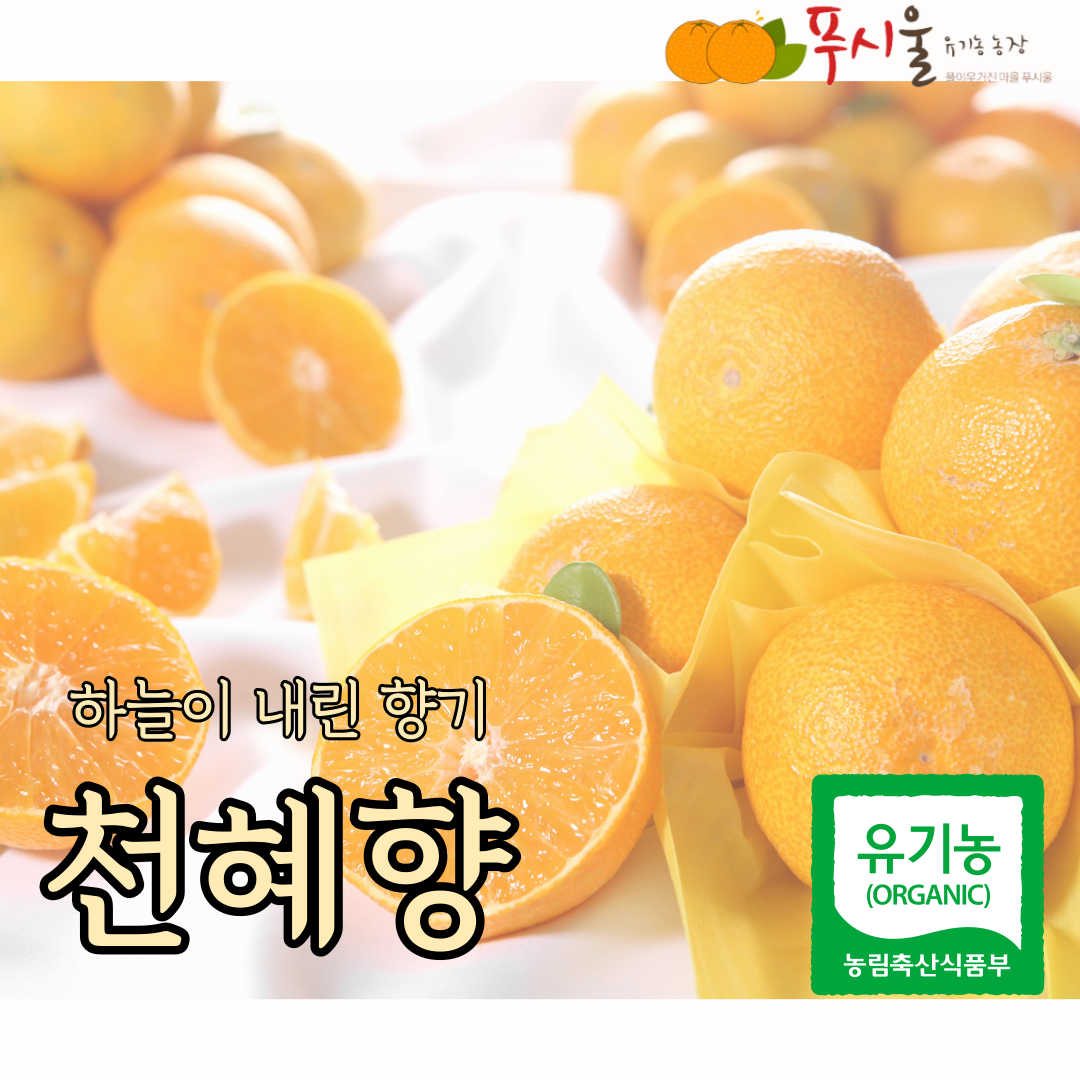 제주 유기농 무농약 천혜향 3kg 5kg : 푸시울