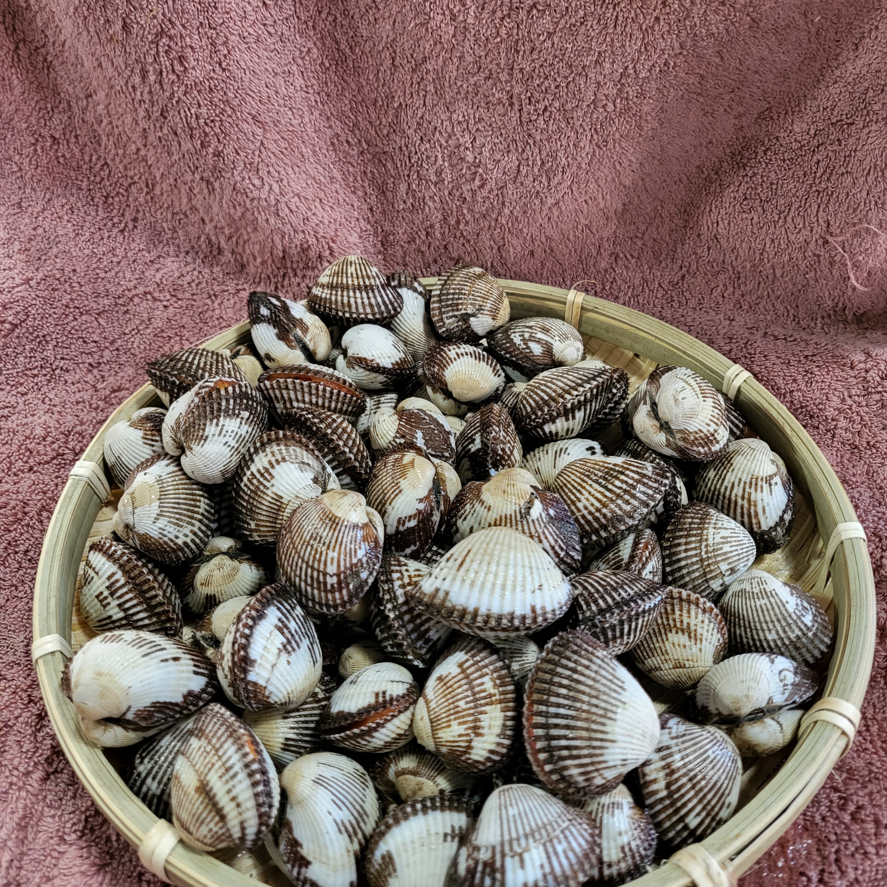 벌교 돌 꼬막 2kg 장 무침 볶음 비빔밥 : 진주국일바다수산