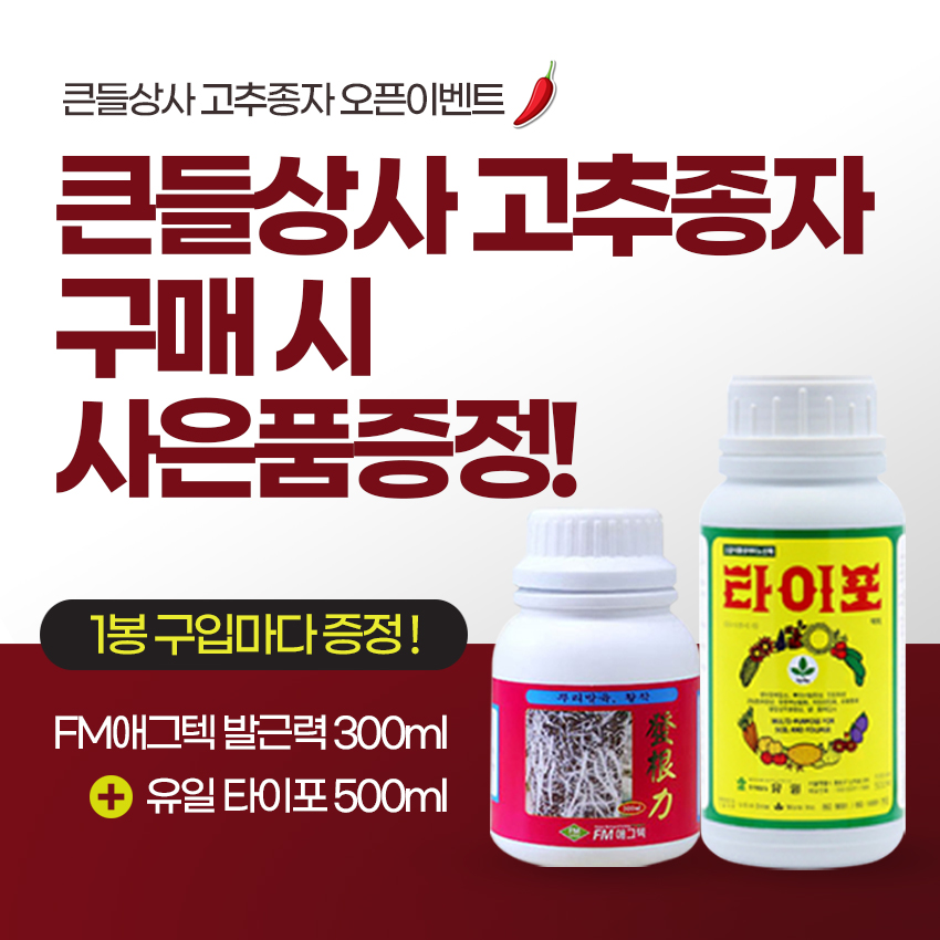 복합차이나 고추 1200립 고추종자씨 조생종 극대과 건과품질 최상 연속착과형 탄저 칼라 역병 바이러스 골드바이오 : 큰들상사