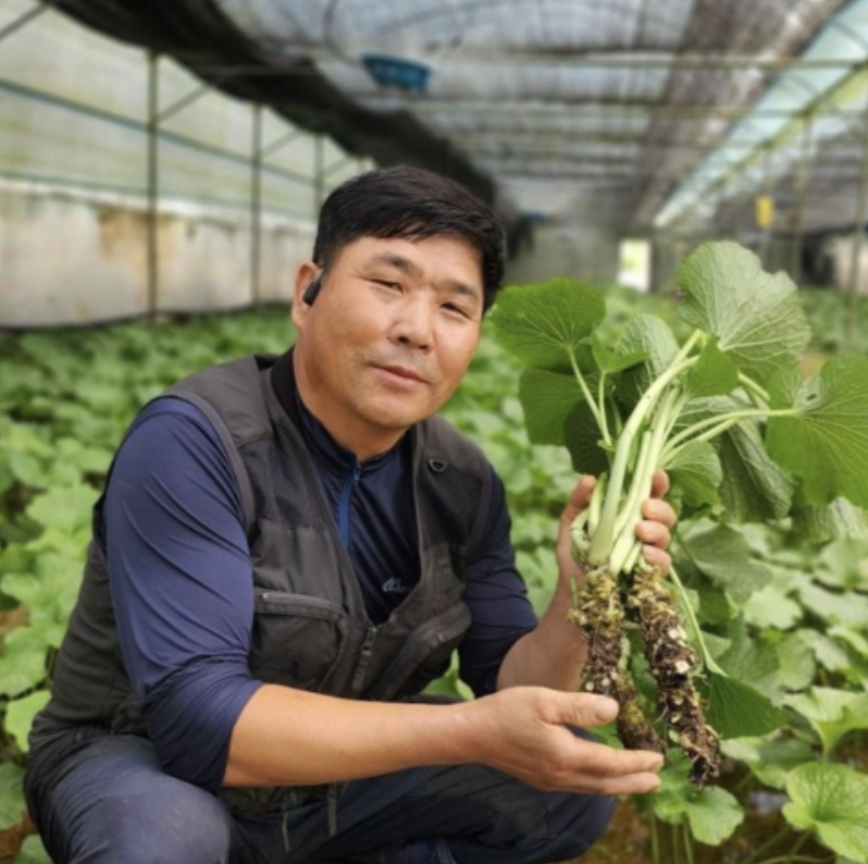 국산 생 와사비 고추냉이 뿌리 일반급 100g : 한국농수산식품