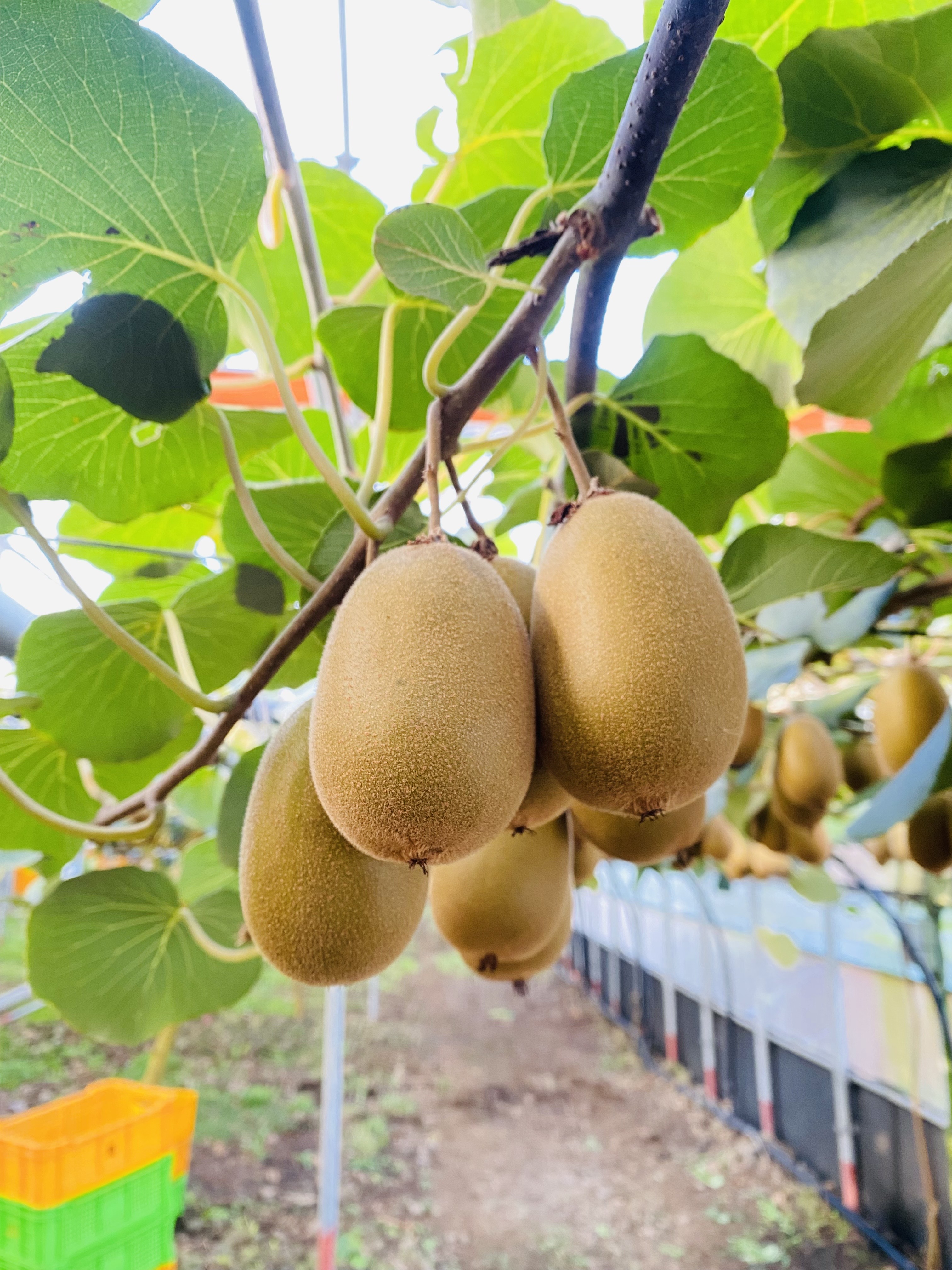 골드키위제철 골드키위후숙 한라스위트 참다래 5kg : 에덴푸룻
