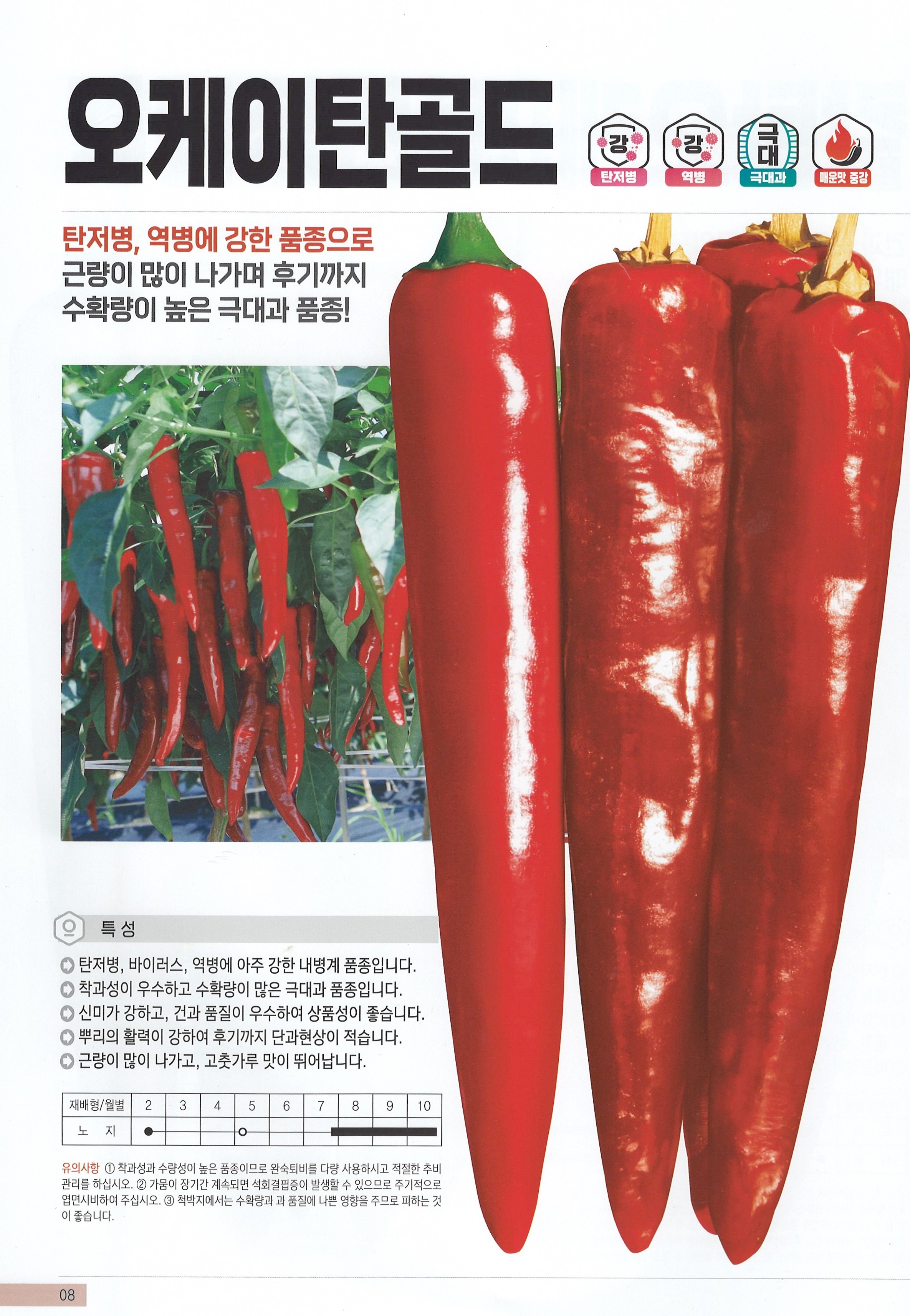 오케이탄골드 고추 1,200립 중생종 극대과종 탄저병 역병 바이러스에 강한! 고품질 다수확 품종 매운맛 고추 씨앗 동오시드 : 정산흥농종묘농약사