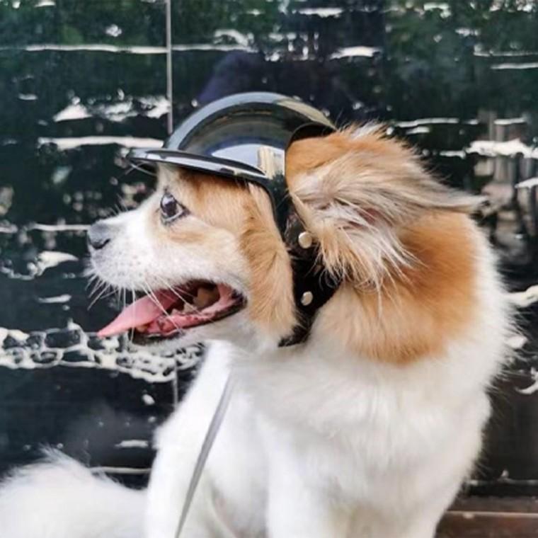 강아지 고양이 헬멧 머리 보호 모자 드라이브 PET 추천 반려 동물 안전모 외출 애견 애묘 휴식 집사 고양이 냥이 반려묘 셀프 펫 전용 다목적... 